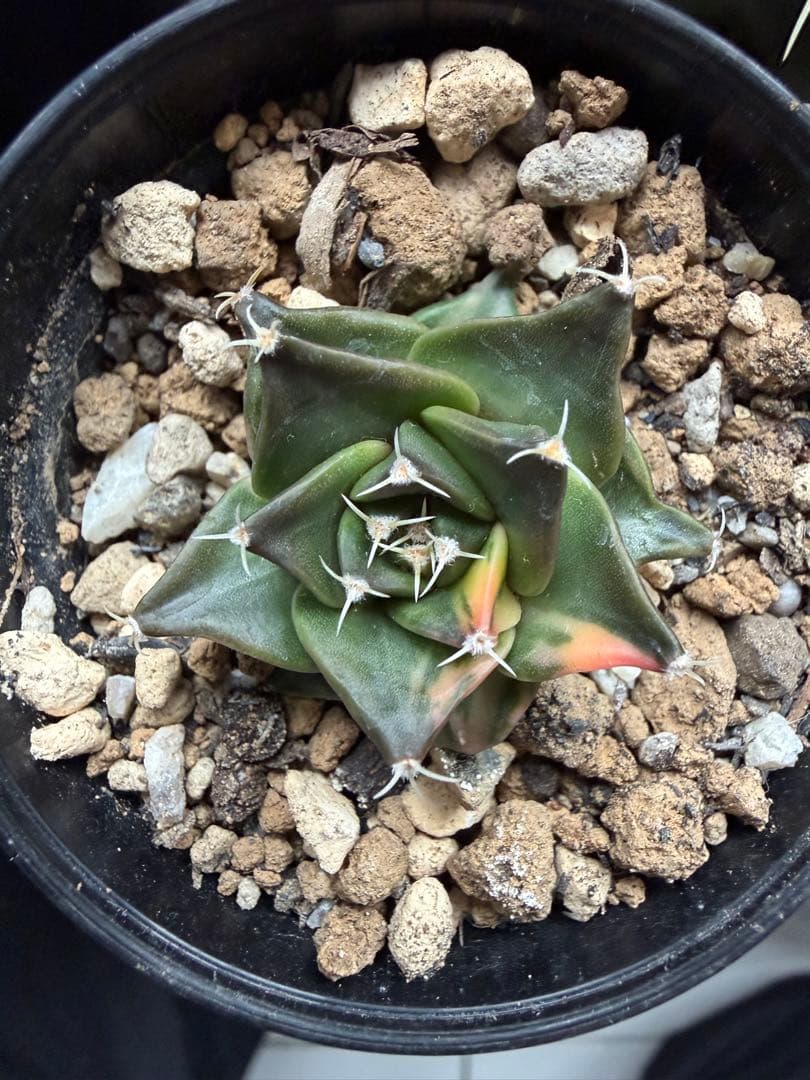 国内実生サボテン帝冠錦◇斑入り　多肉ハオルチア　アガベ ユッカ　アロエ　カクタス