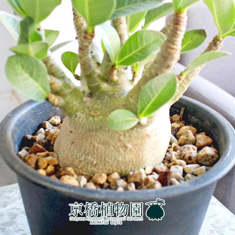 【現品】アデニウム・アラビカム　モンスター　5号　黒鉢（8）