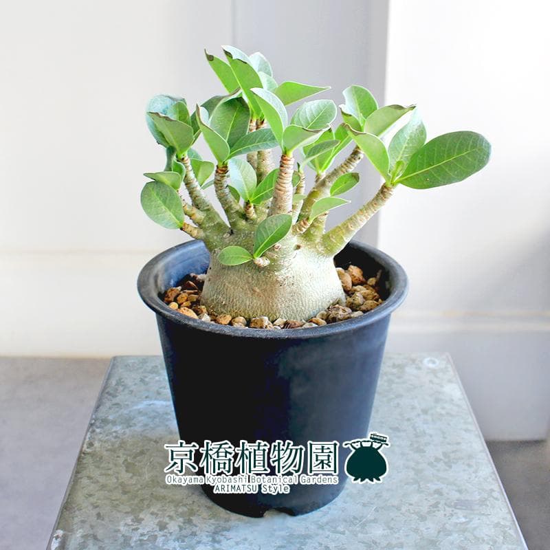 【現品】アデニウム・アラビカム　モンスター　5号　黒鉢（8）