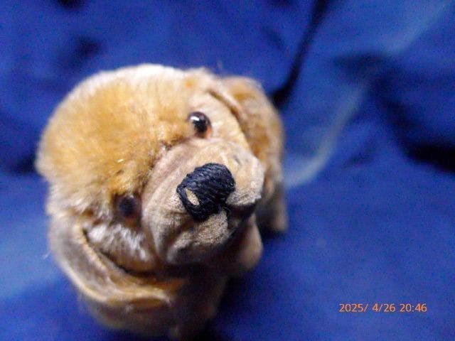 50年代のシュタイフの犬のぬいぐるみです。