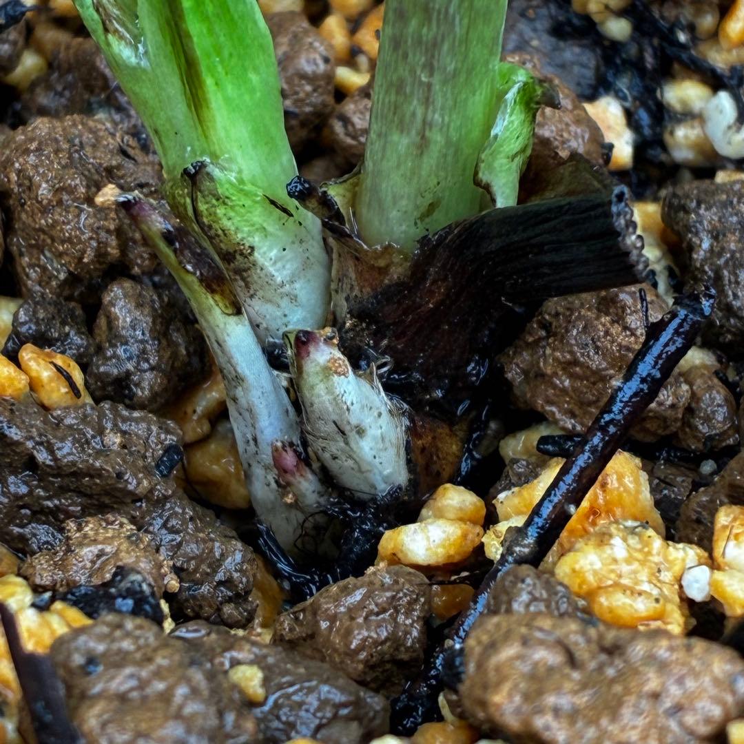 3730⭐️ボリューム筒形SD⭐️かすり⭐️ベイン⭐️ピコ⭐️超コンパクト⭐️曽田園芸⭐️