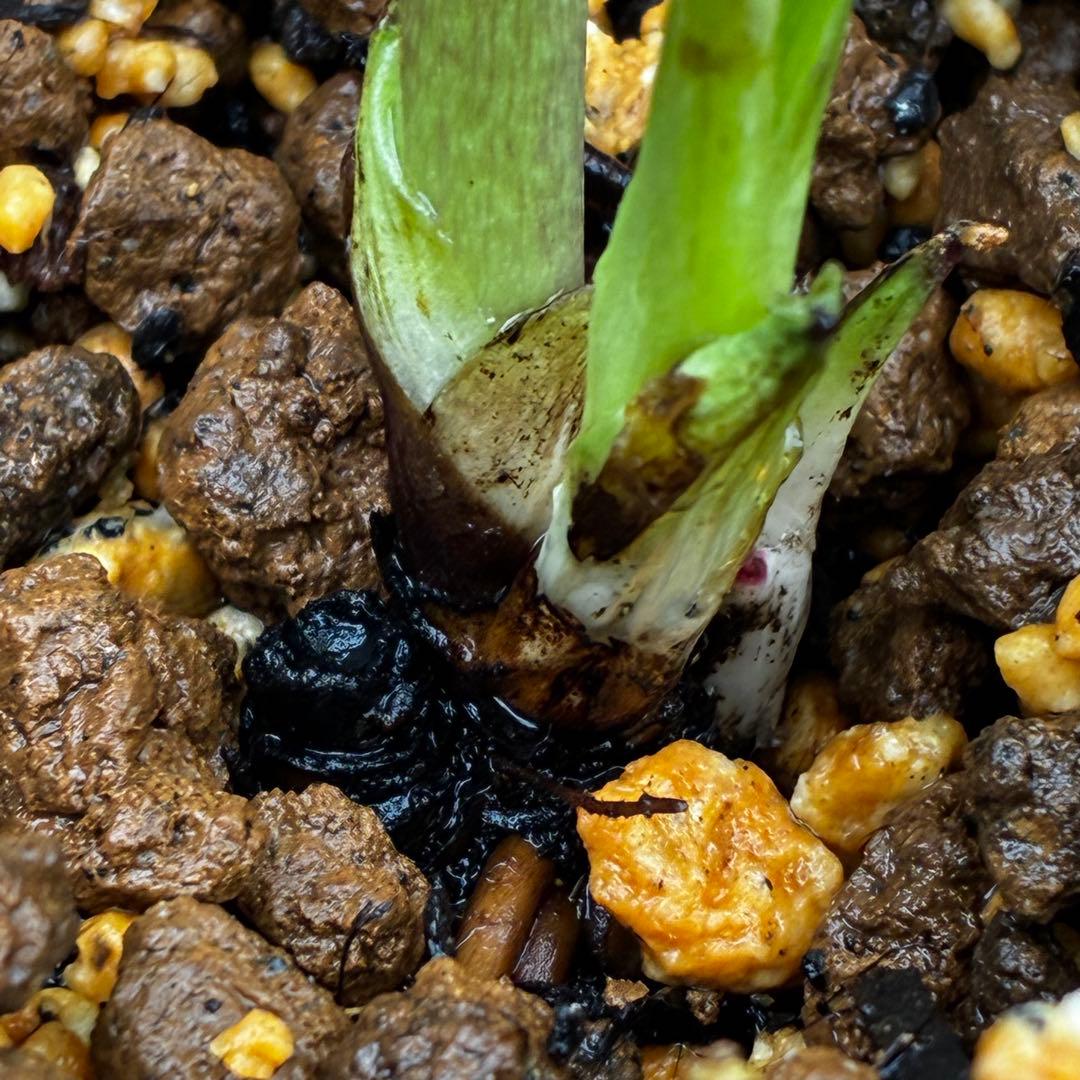 3730⭐️ボリューム筒形SD⭐️かすり⭐️ベイン⭐️ピコ⭐️超コンパクト⭐️曽田園芸⭐️