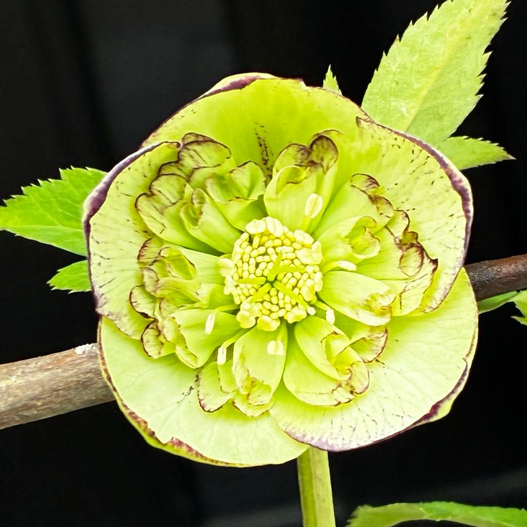 3730⭐️ボリューム筒形SD⭐️かすり⭐️ベイン⭐️ピコ⭐️超コンパクト⭐️曽田園芸⭐️