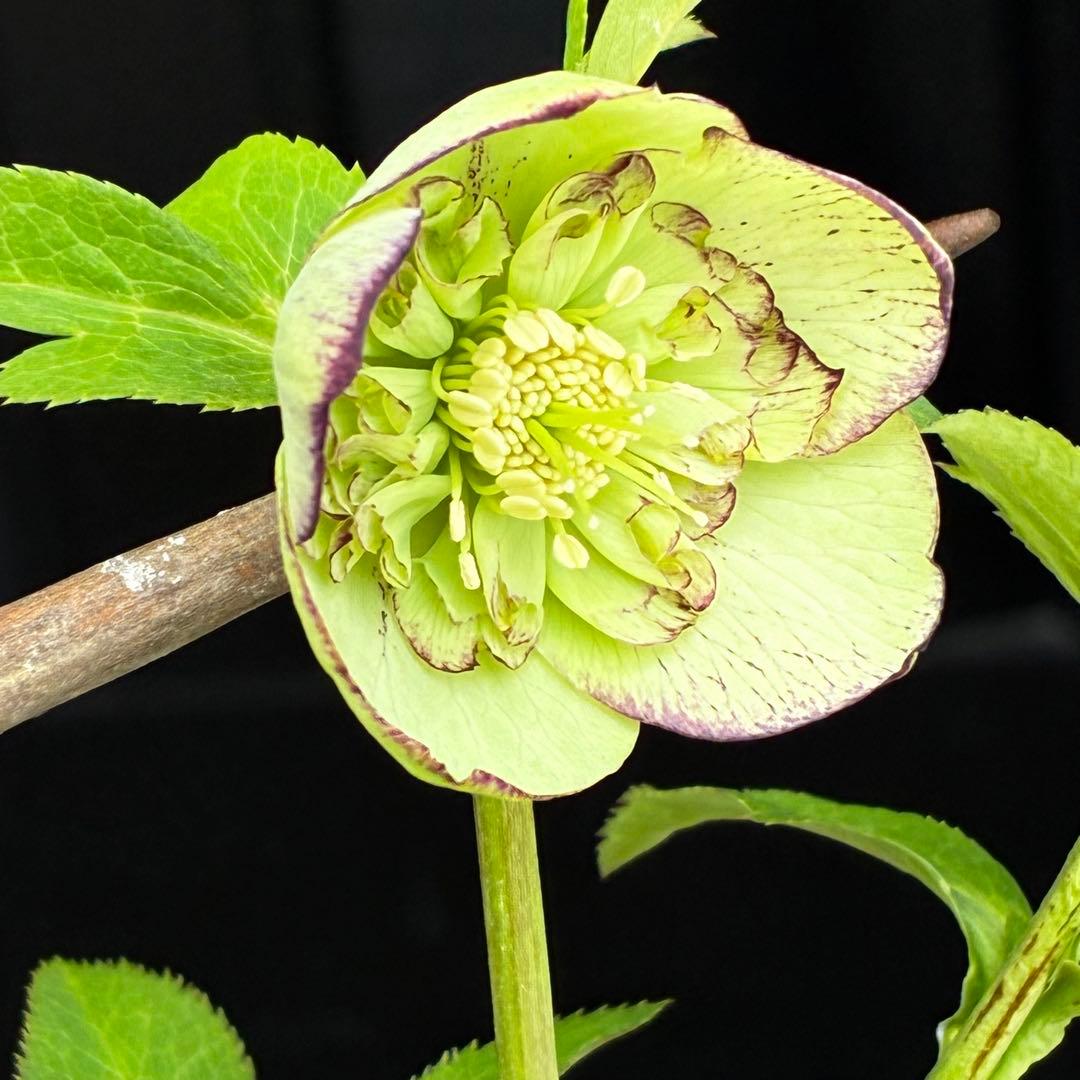 3730⭐️ボリューム筒形SD⭐️かすり⭐️ベイン⭐️ピコ⭐️超コンパクト⭐️曽田園芸⭐️