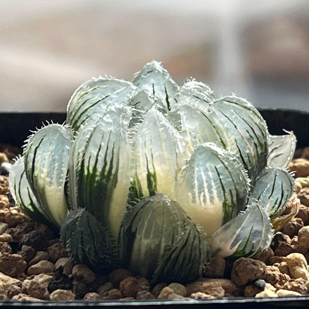 ハオルチア 実生オブツーサ錦(秋おもい錦×雫絵巻)