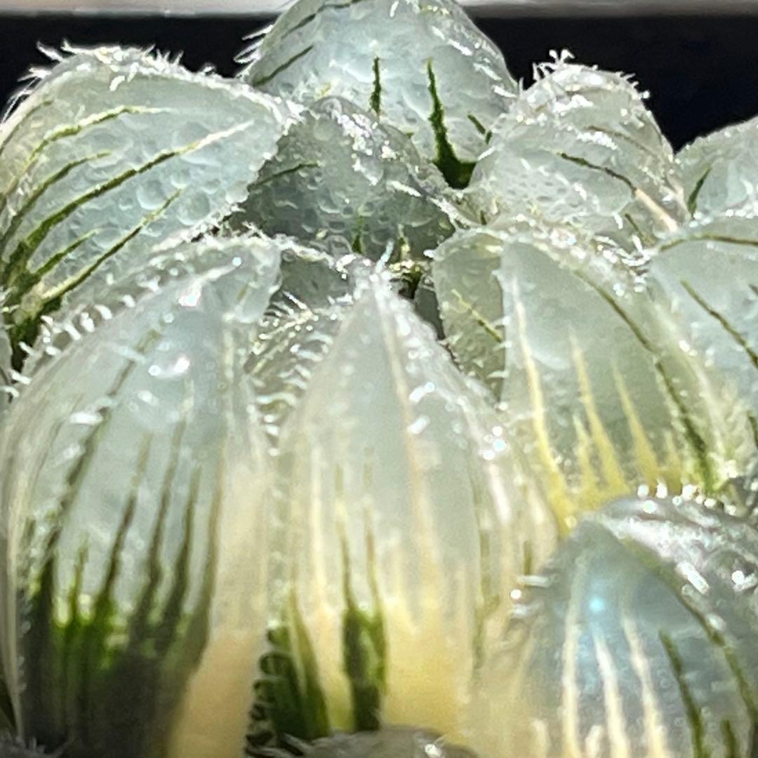 ハオルチア 実生オブツーサ錦(秋おもい錦×雫絵巻)