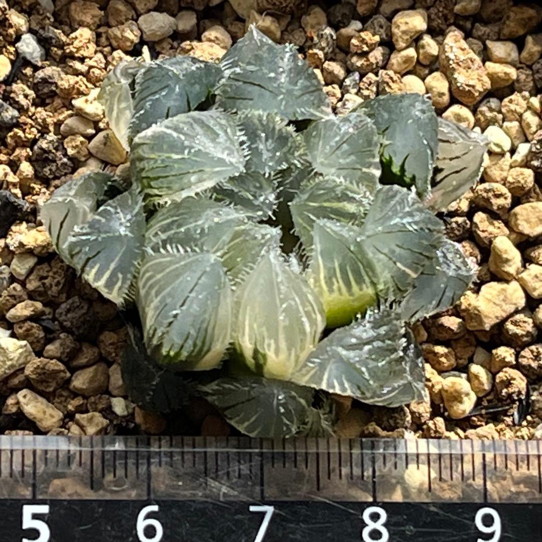 ハオルチア 実生オブツーサ錦(秋おもい錦×雫絵巻)