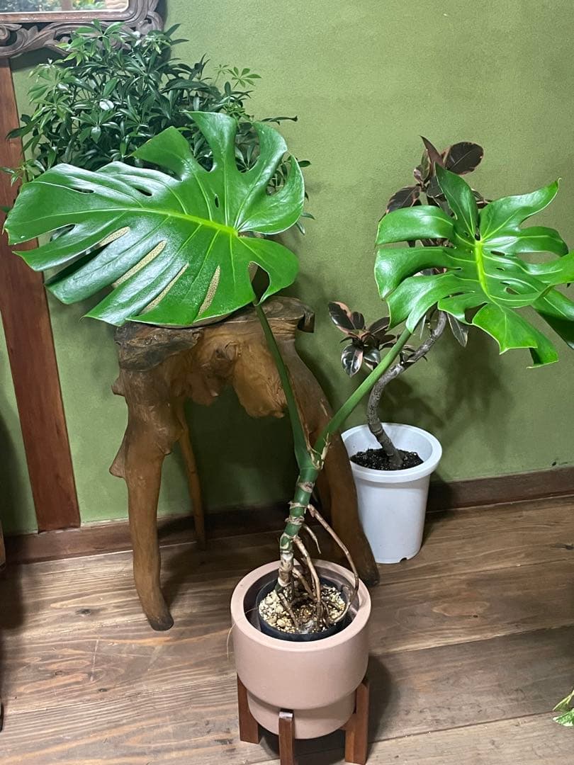 モンステラデリシオーサ　根上がり 　80センチ