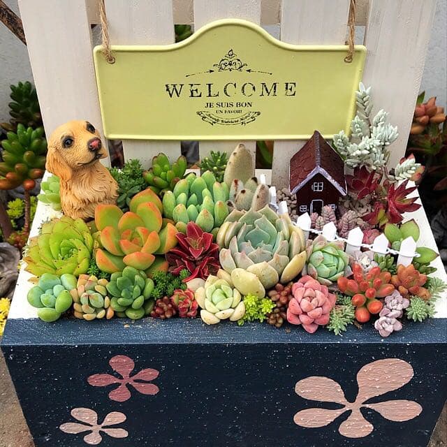 ★多肉植物　寄せ植え〜flower 木箱寄せ〜★