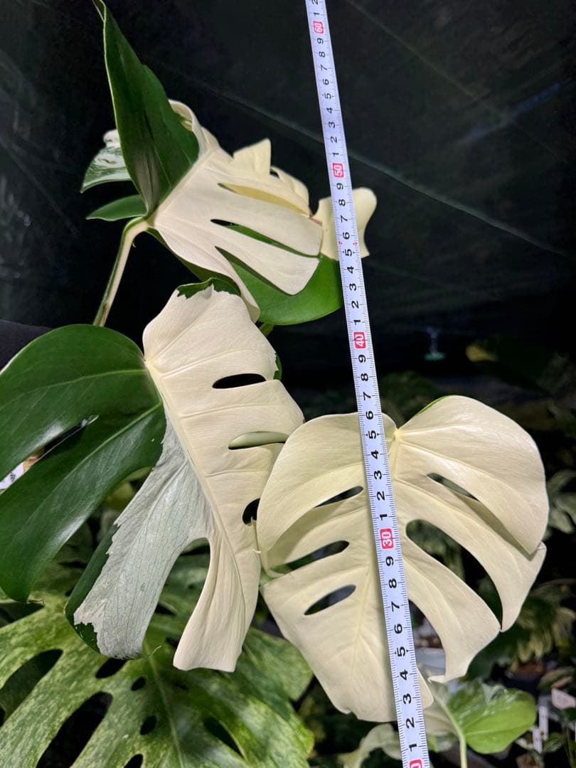 A17 モンステラ　ボルギシアナ　アルボ　ホワイトタイガー白斑　健康カット苗