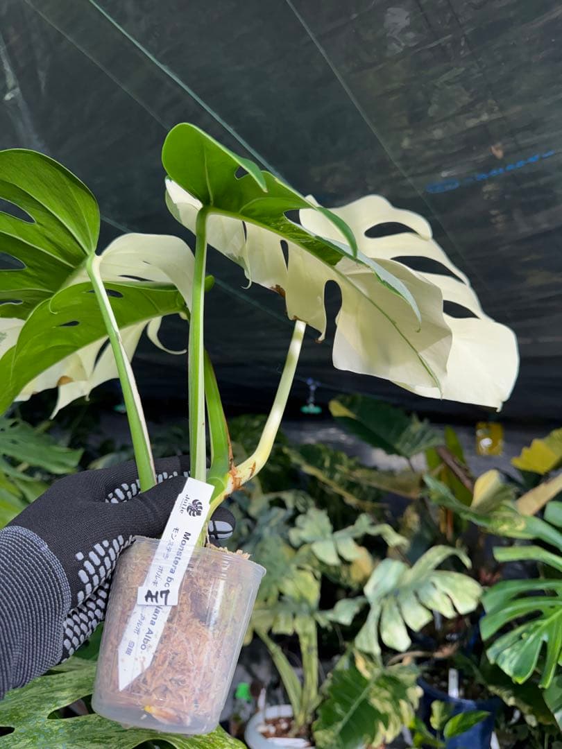 A17 モンステラ　ボルギシアナ　アルボ　ホワイトタイガー白斑　健康カット苗