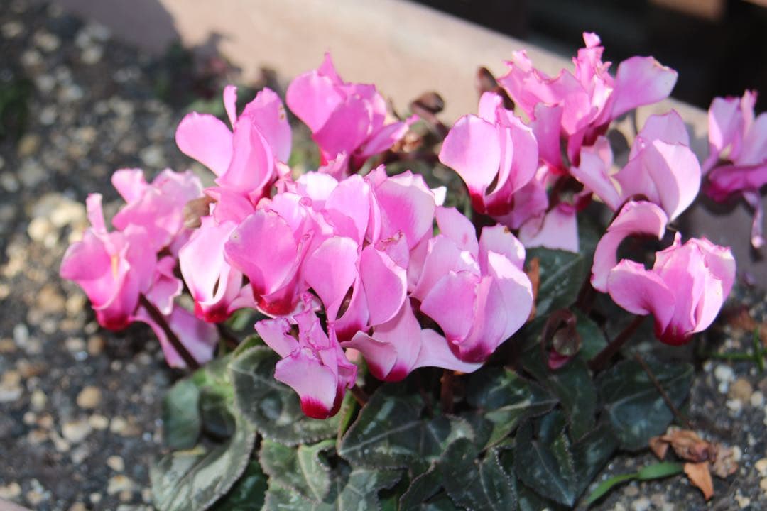 『完動品』Canon EOS Kiss X6i + EF レンズセット