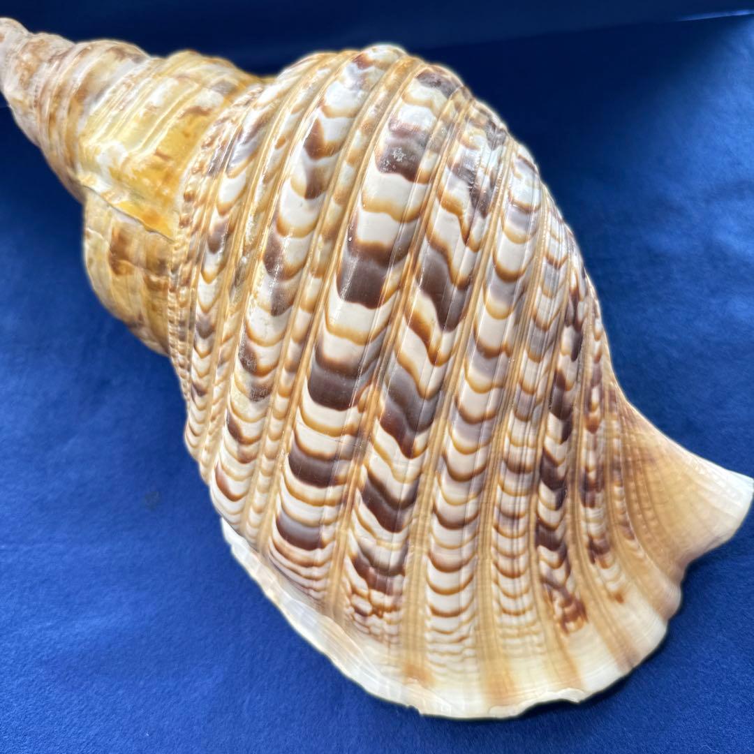 法螺貝　ホラ貝　ほらがい　三伏　魔除け　熊よけ