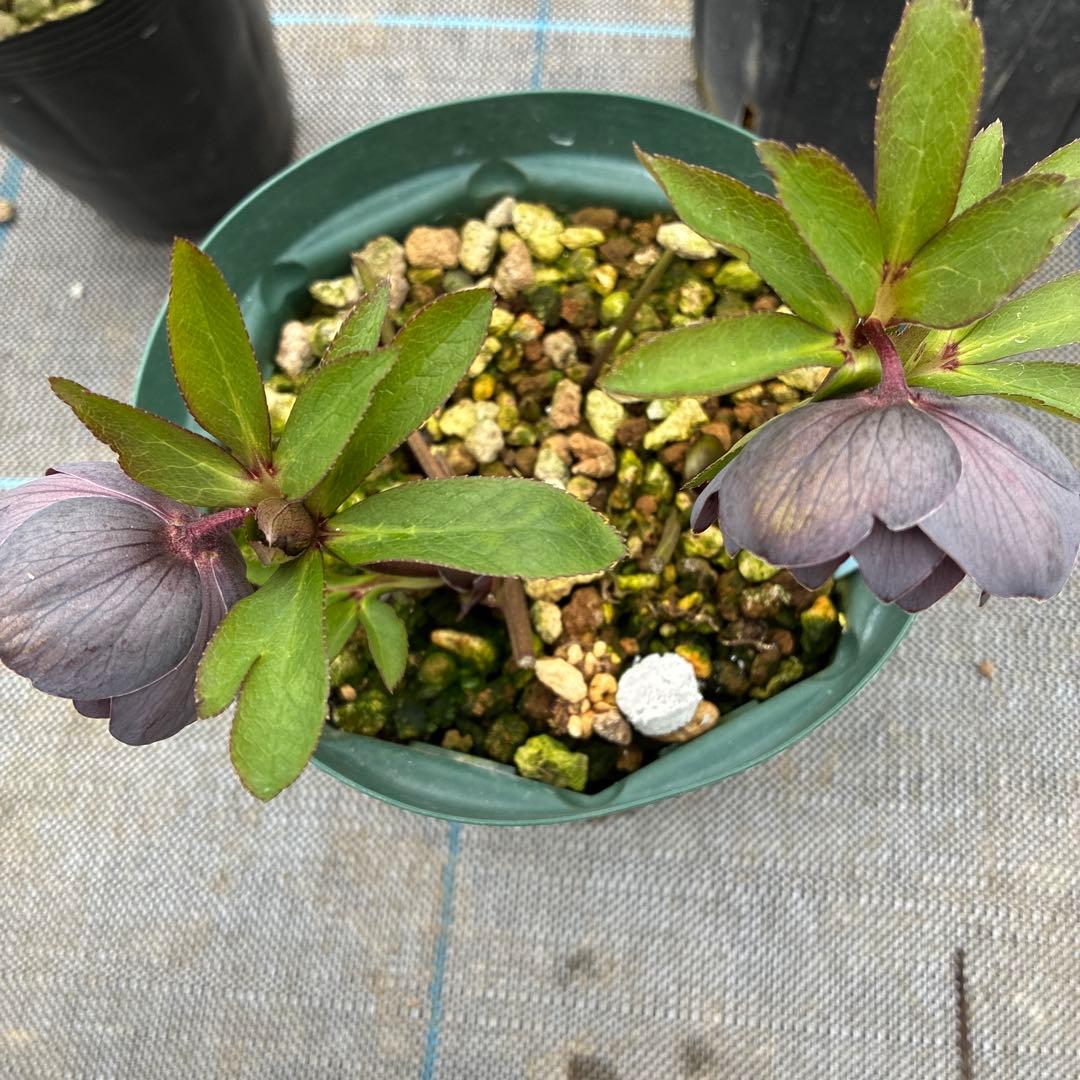 クリスマスローズ　トルカ×スモーキーブルー　５寸