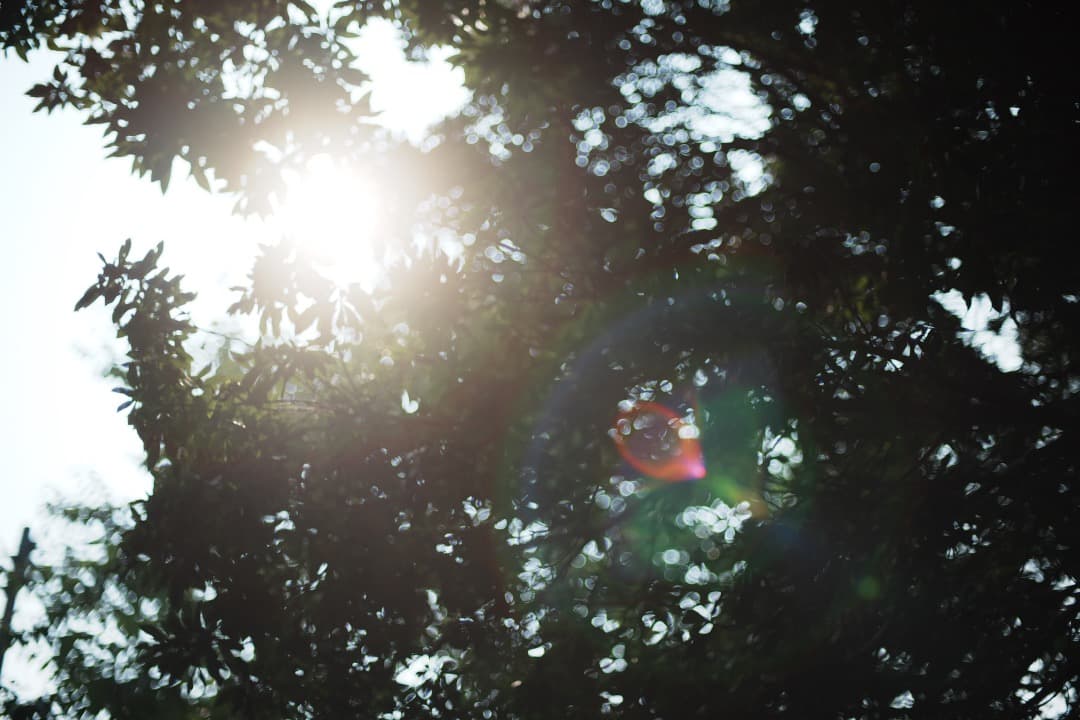 【極美品】動作◎ ニコン　Ai Nikkor 50mm F1.4 801