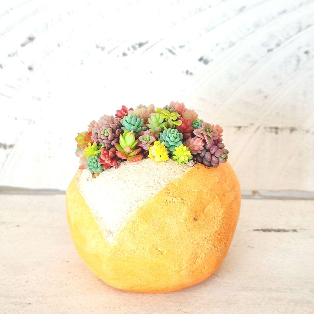 多肉植物 No.1263　そのまま飾れる寄せ植え モルタルパン寄せ　2個セット