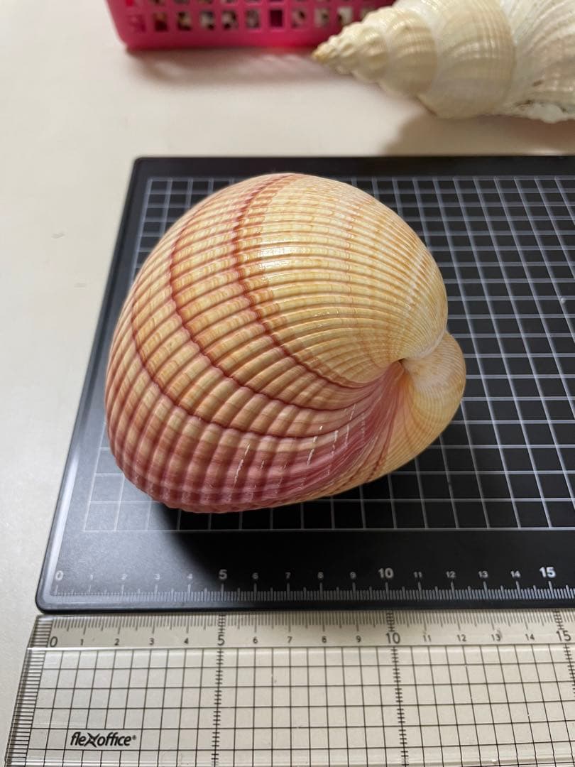 アフリカザルガイ　貝殻　標本　ネッタイザルガイ