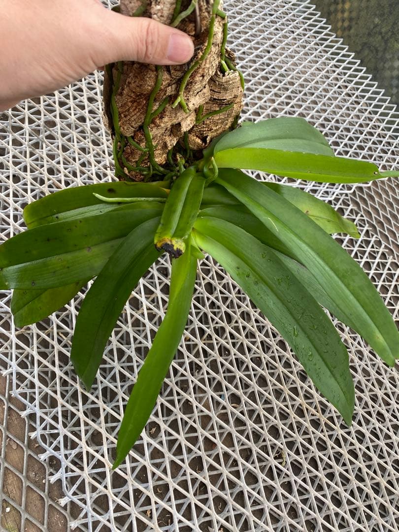 花終わり　洋蘭原種　ガストロキラス　SP 自然種　ミャンマー