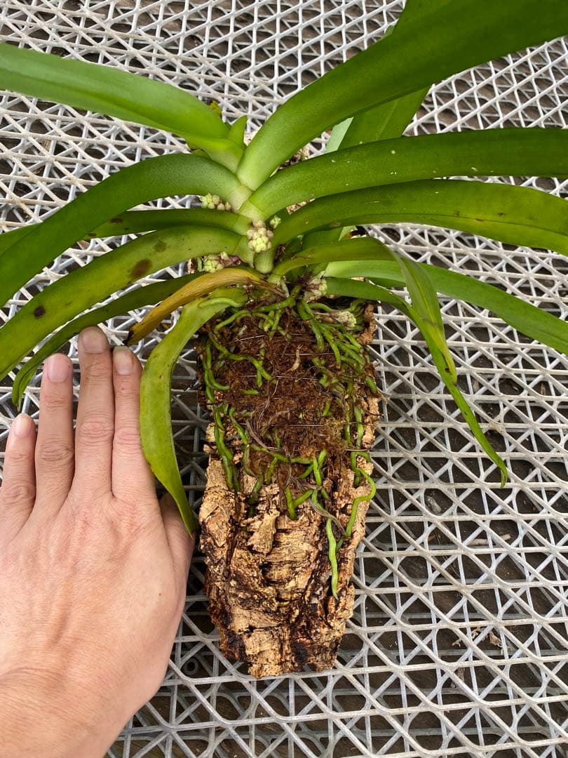 花終わり　洋蘭原種　ガストロキラス　SP 自然種　ミャンマー