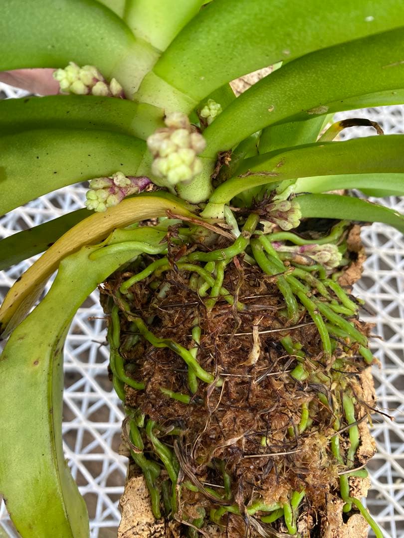 花終わり　洋蘭原種　ガストロキラス　SP 自然種　ミャンマー