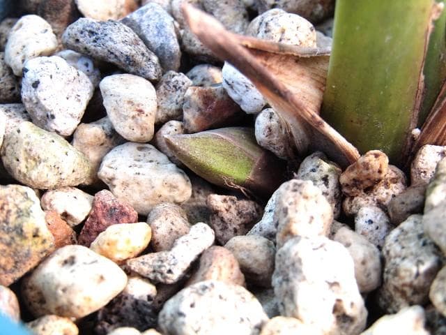 ミスマフェット 株分け済み 花芽計４つ 鉢抜き発送