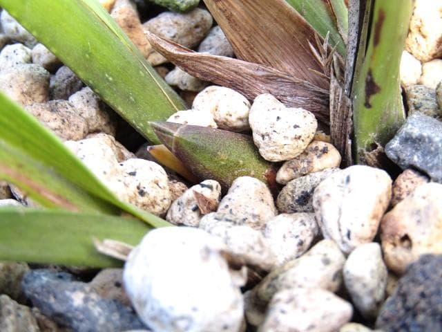 ミスマフェット 株分け済み 花芽計４つ 鉢抜き発送