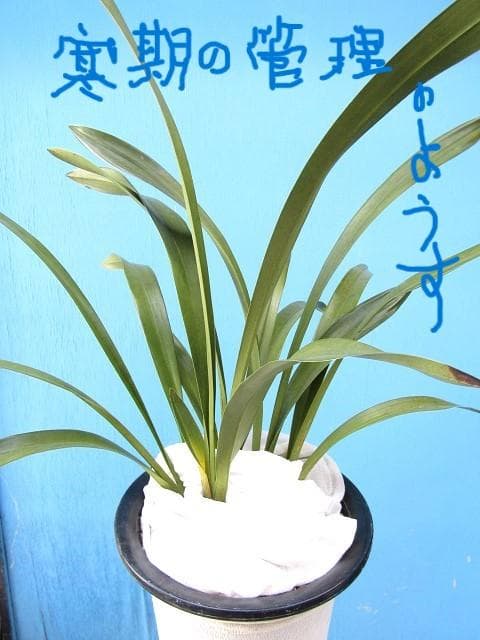 ミスマフェット 株分け済み 花芽計４つ 鉢抜き発送