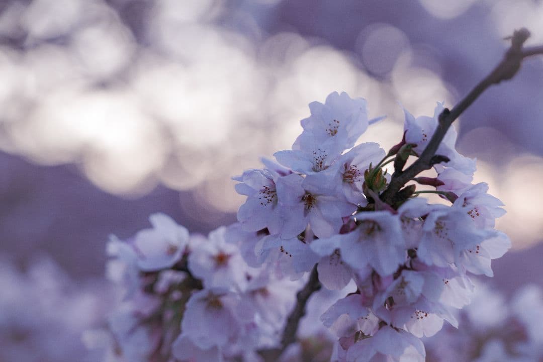 momen様 SIGMA 28-105mm F2.8 DG DN Art E