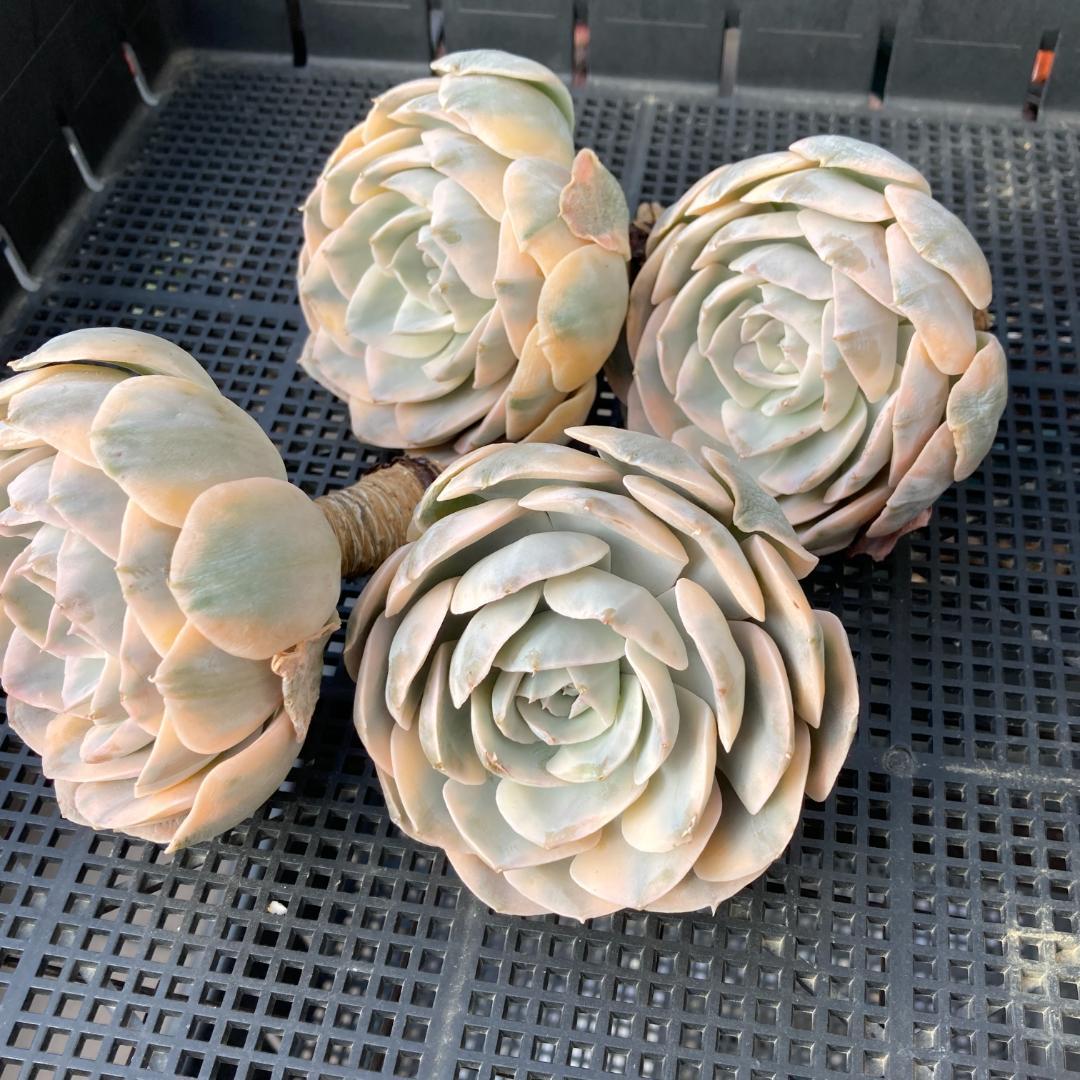 エケベリア　韓国苗　大苗　マケベニア錦　多肉植物　ポコ多肉