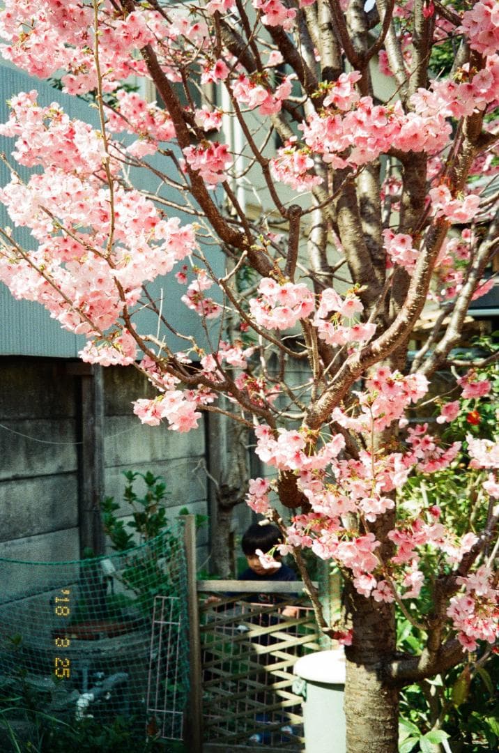 【動作確認済/完動品】Konica Minolta Zoom 160C