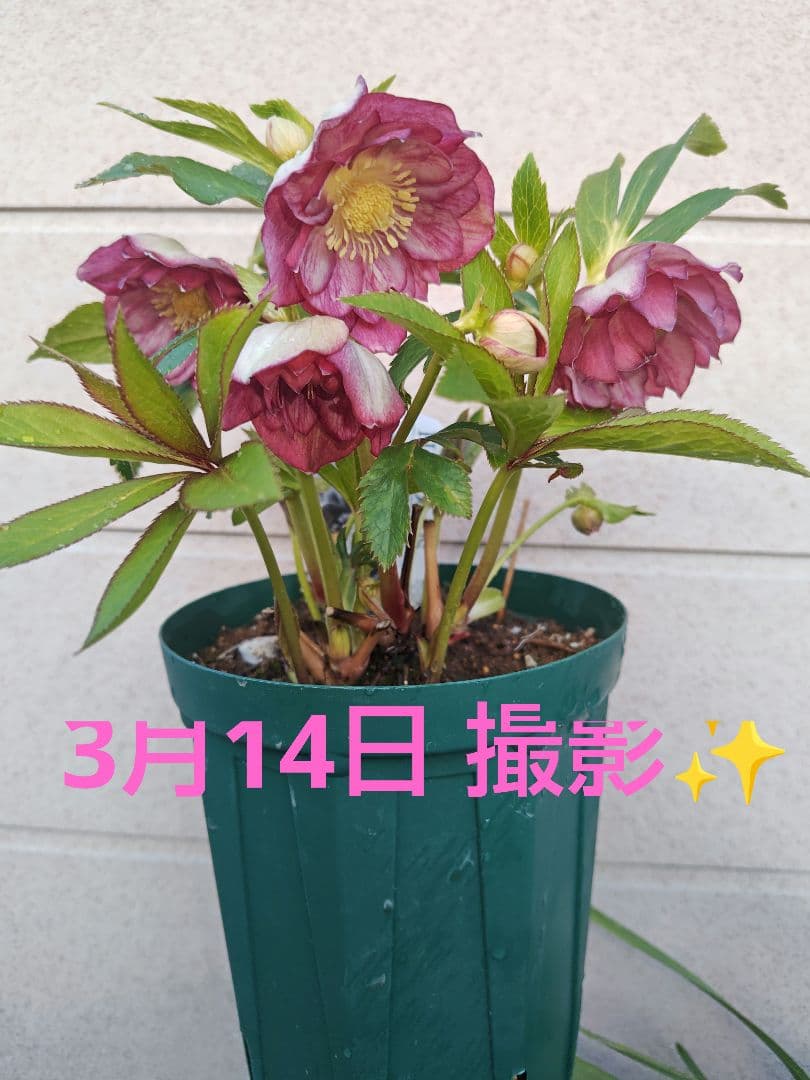 クリスマスローズ　オーレアバイカラー　広瀬園芸