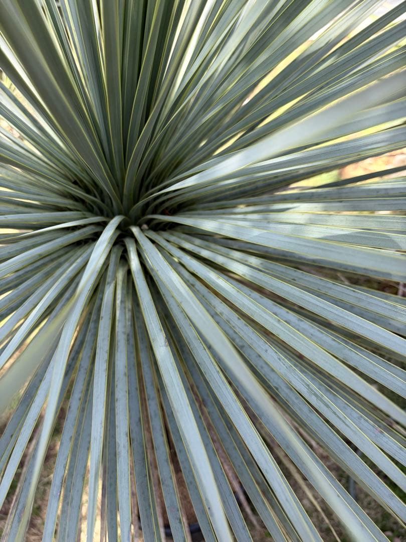 耐寒性ユッカロストラータ幹立ち大株◇ドライガーデン多肉サボテン南国アガベ ヤシ