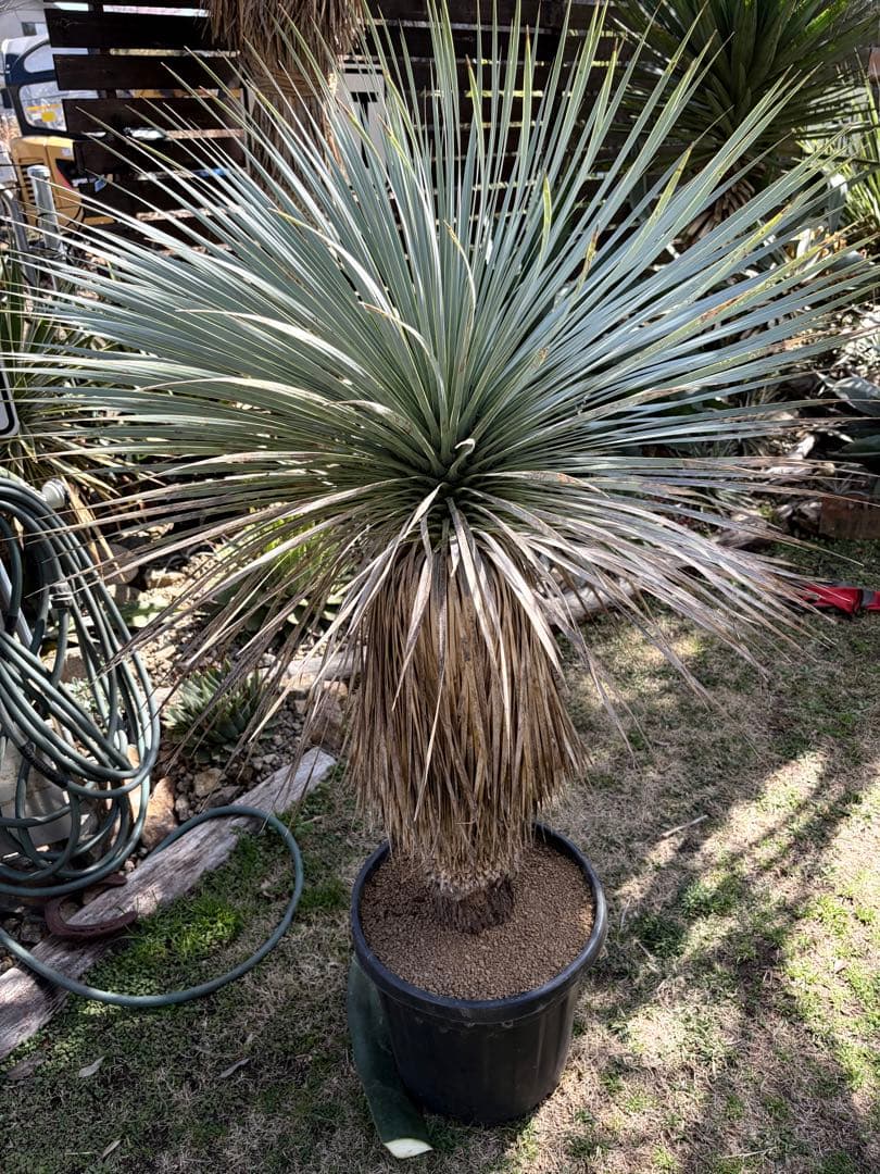 耐寒性ユッカロストラータ幹立ち大株◇ドライガーデン多肉サボテン南国アガベ ヤシ