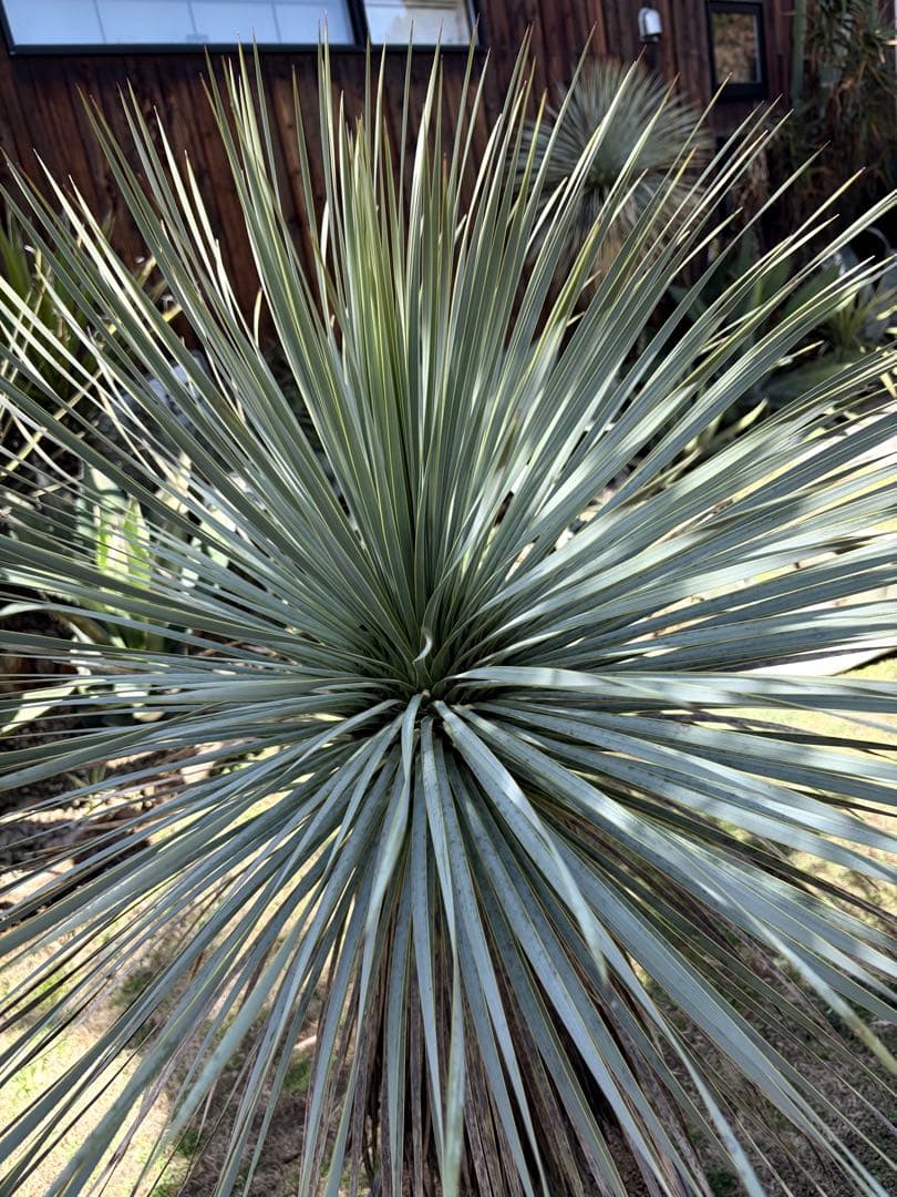 耐寒性ユッカロストラータ幹立ち大株◇ドライガーデン多肉サボテン南国アガベ ヤシ