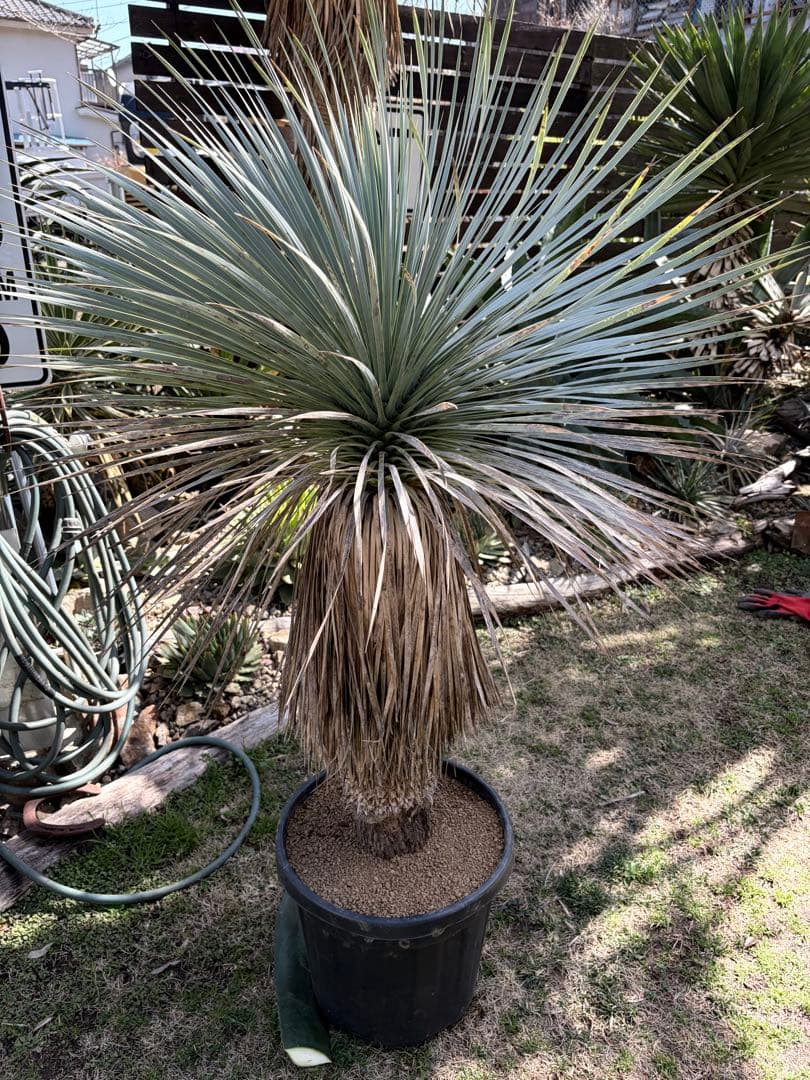 耐寒性ユッカロストラータ幹立ち大株◇ドライガーデン多肉サボテン南国アガベ ヤシ