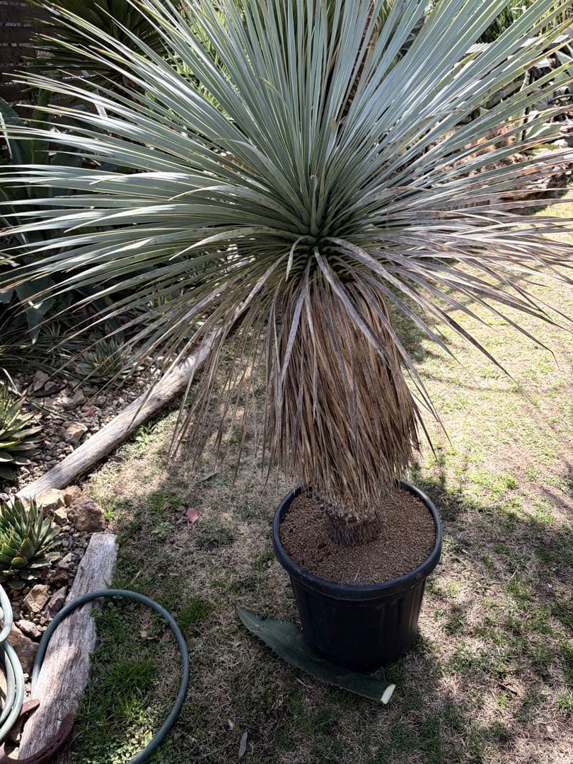 耐寒性ユッカロストラータ幹立ち大株◇ドライガーデン多肉サボテン南国アガベ ヤシ