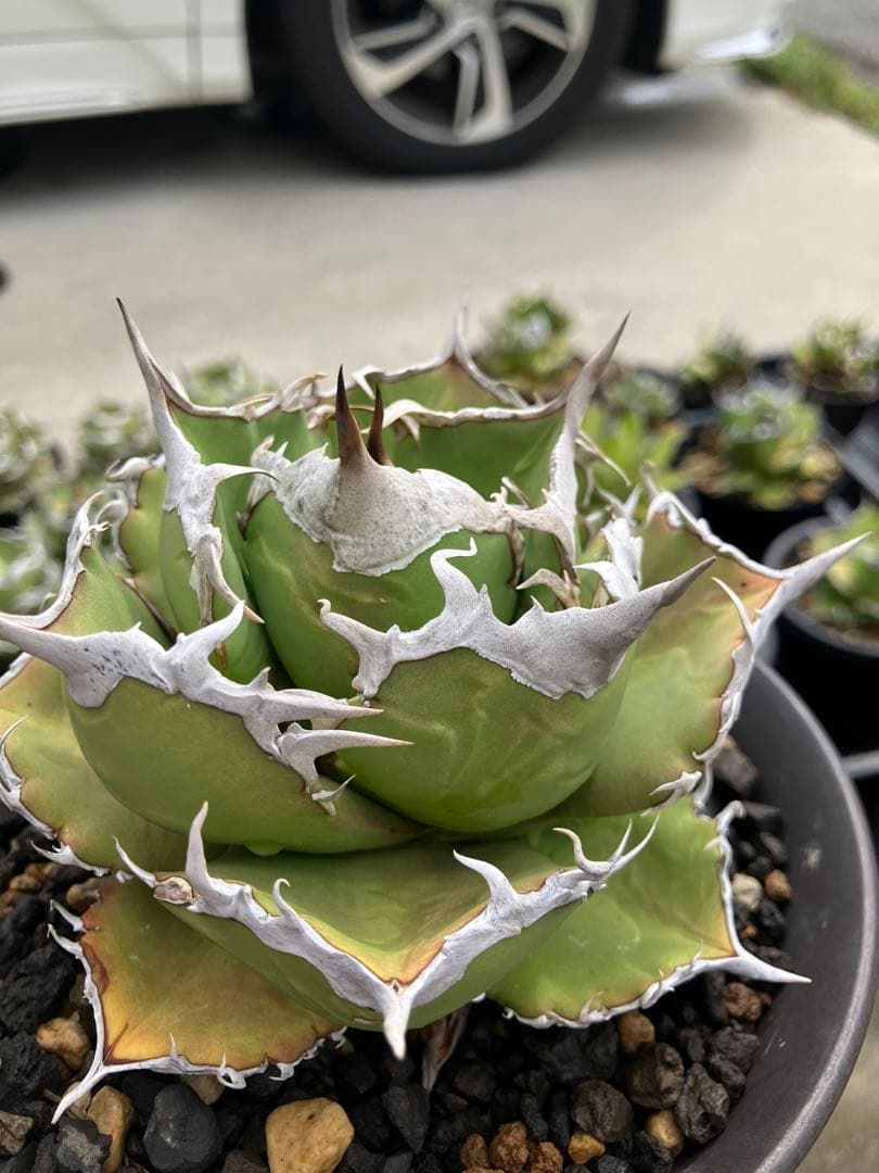 アガベ　チタノタ　希少株　狼牙　タガベ　小株発根済み