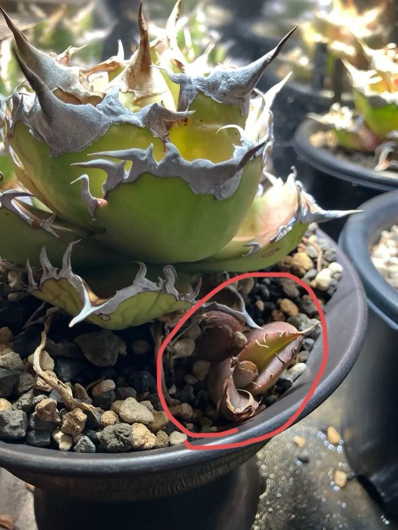 アガベ　チタノタ　希少株　狼牙　タガベ　小株発根済み