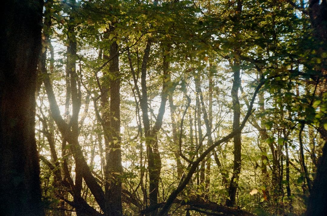 YASHICA ELECTRO 35 GL（電池アダプタ付属）