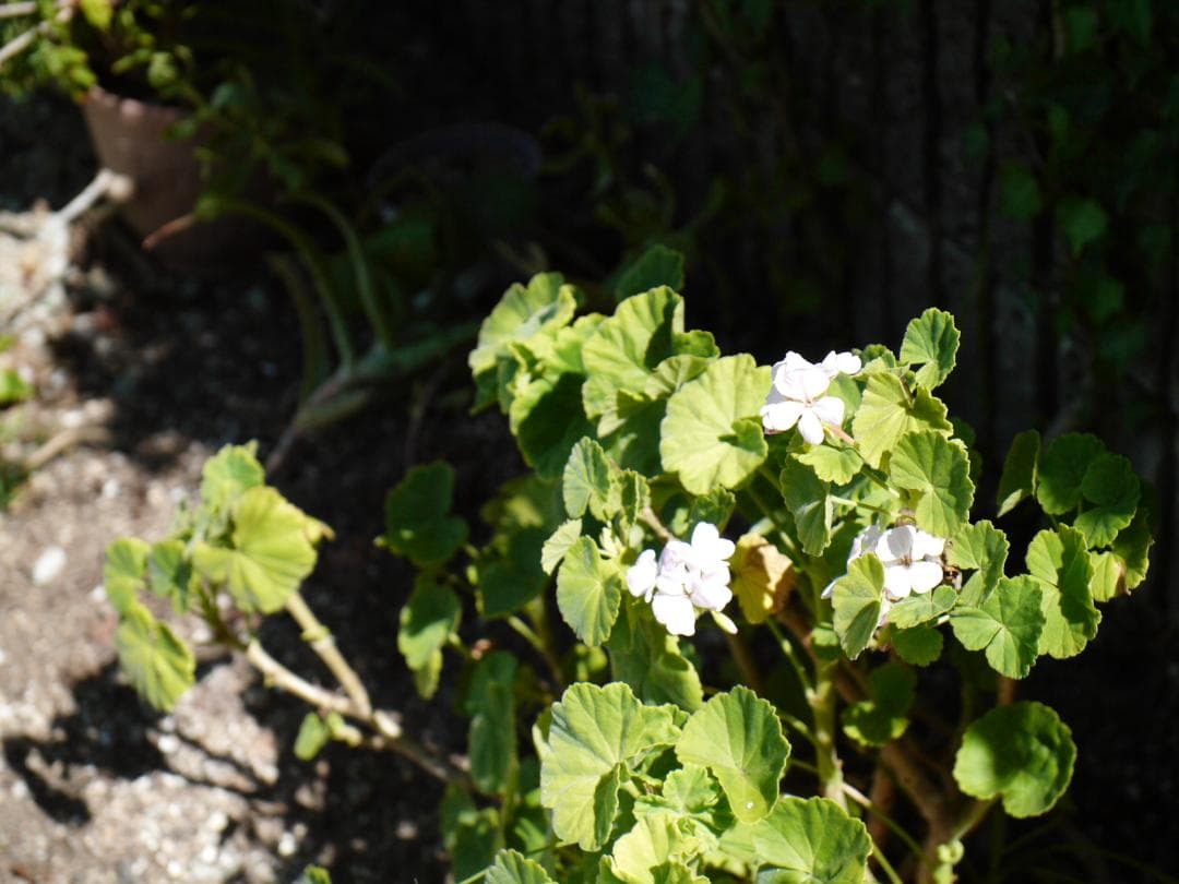 ライカ　Dバリオエルマー付き　パナソDMC.L1K　レンズキット