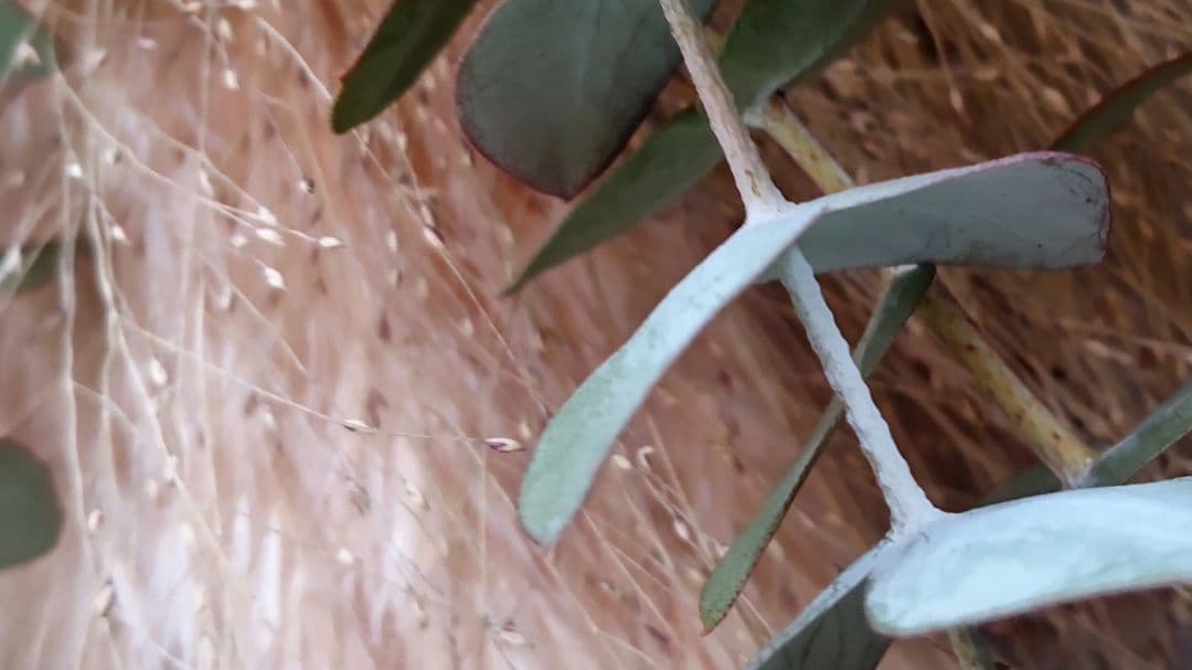 褪色あり　ドライフラワー ユーカリとグラス類