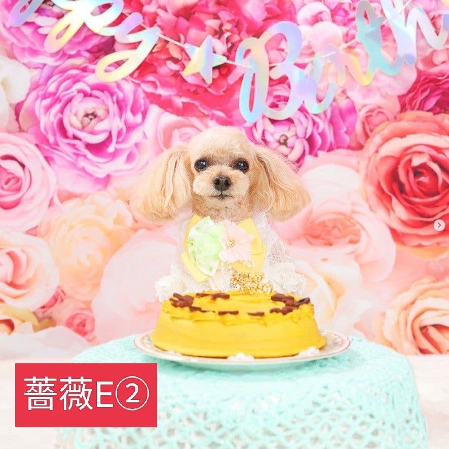 春　背景布　春CA②　ペット撮影用　トリミングチョーカー販売中　チューリップ