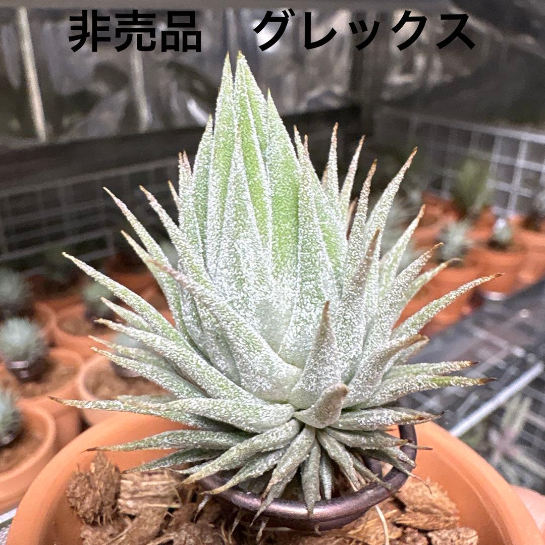 ハワイアンラベンダー×イオナンタスペシャルセレクション（ニザンダ）実生