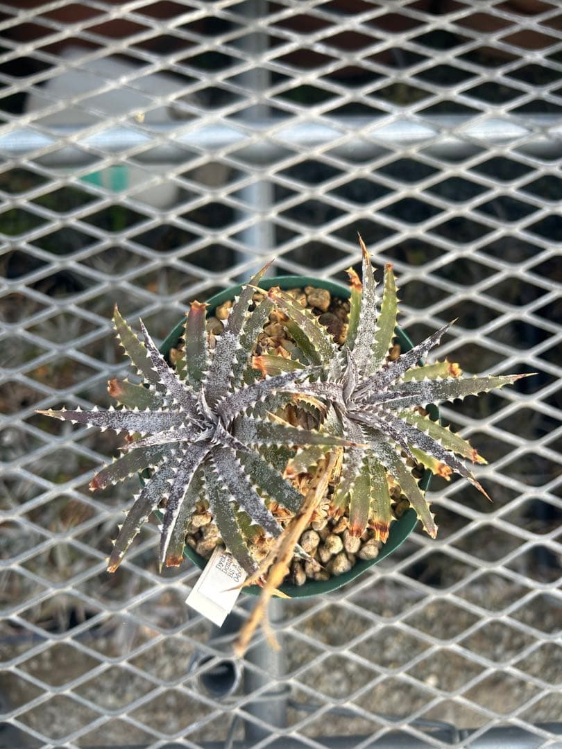 DBディッキア Dyckia BS x Arizona small #119