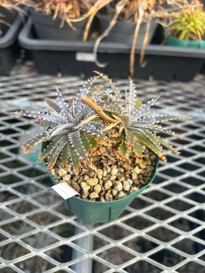 DBディッキア Dyckia BS x Arizona small #119