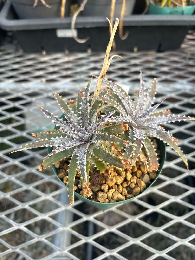 DBディッキア Dyckia BS x Arizona small #119