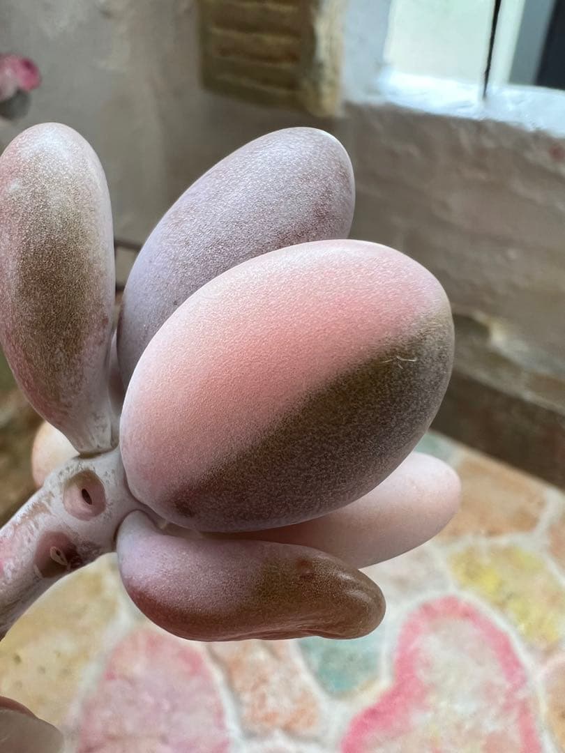 アメチスチヌム錦【特定記録付】