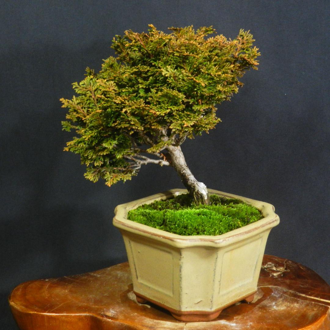 【一起園芸】津山檜・ツヤマヒノキ・小品盆栽◆人気盆栽樹・形良好な一品です◆