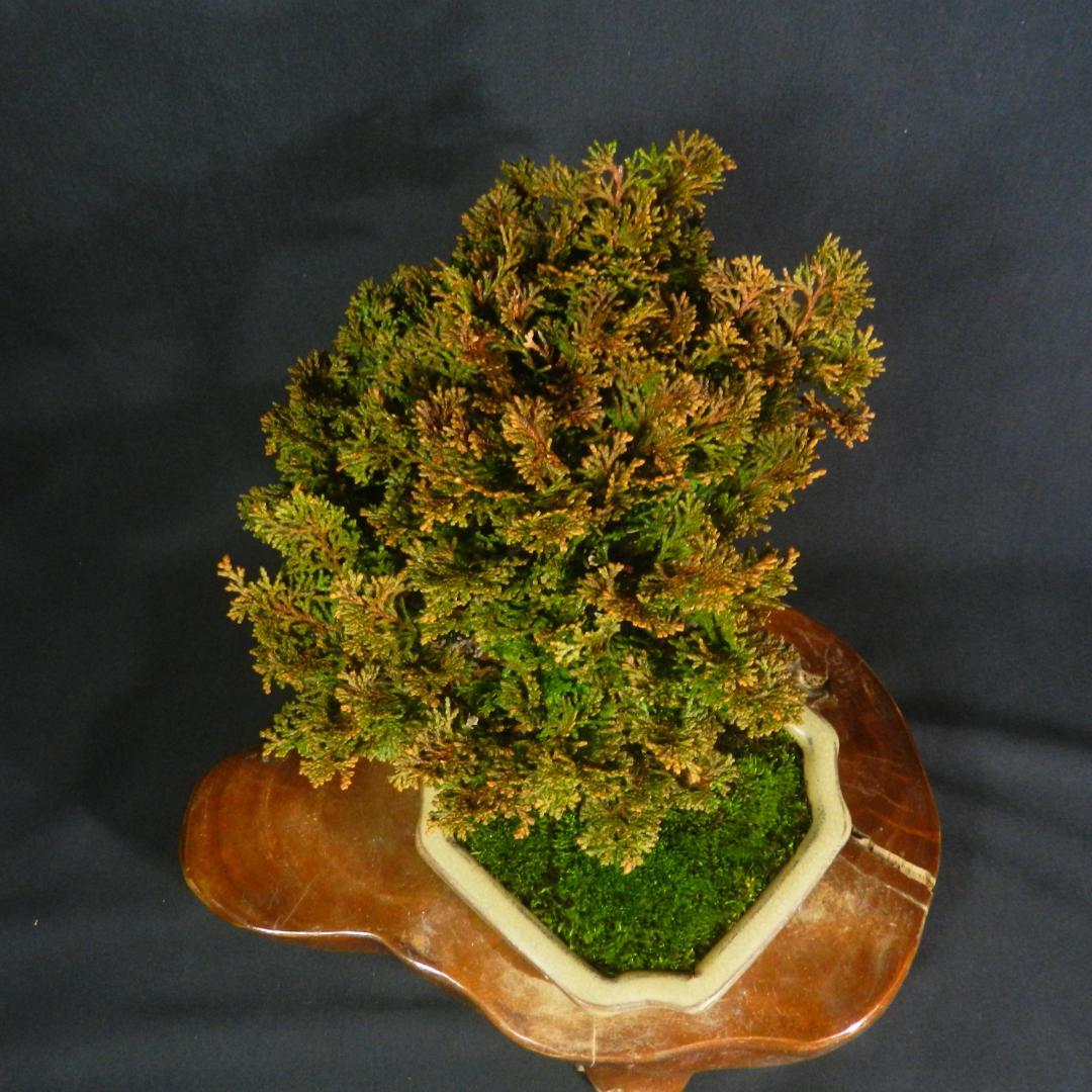 【一起園芸】津山檜・ツヤマヒノキ・小品盆栽◆人気盆栽樹・形良好な一品です◆