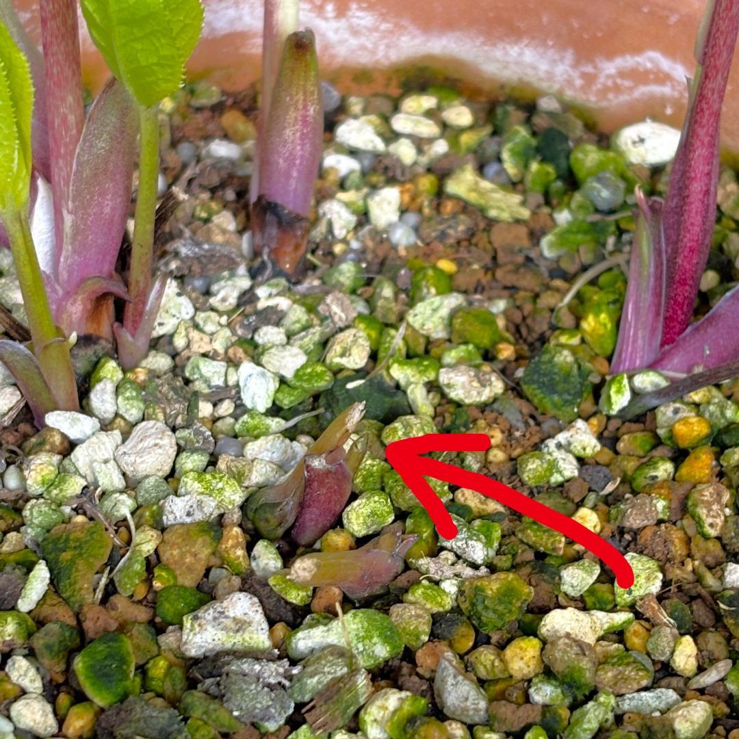 クリスマスローズ♡ddプリマヴェーラホワイトゴールド交配♡加藤農園♡夏越し株